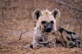  afrique du sud 
 hyene 
 parc kruger 
